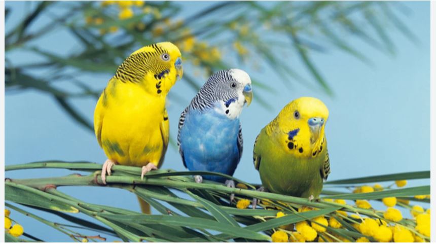 how many parakeets should live together