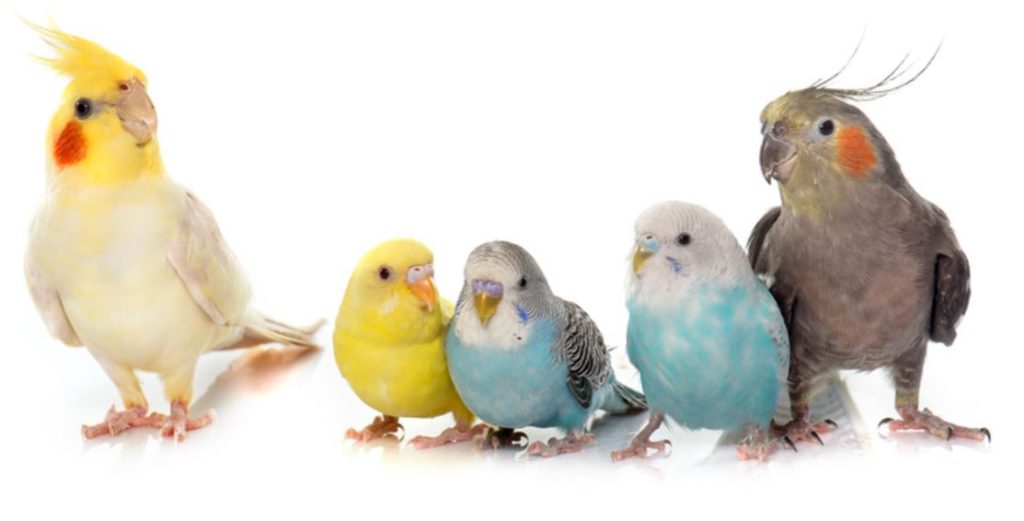 are budgies better alone or in pairs