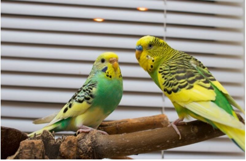are budgies better alone or in pairs