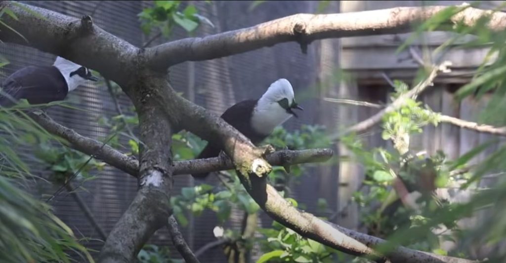 breeding british birds in cage and aviary