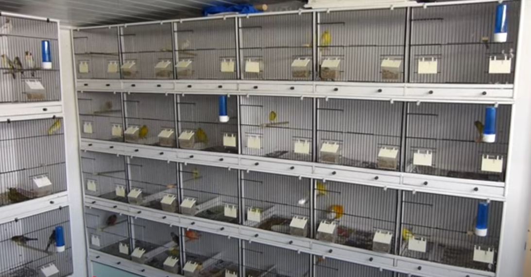 Breeding British Birds in Cage and Aviary - Vetcage.com