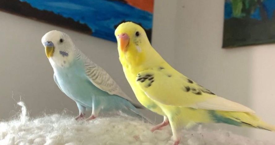 is it better to have 3 or 4 budgies