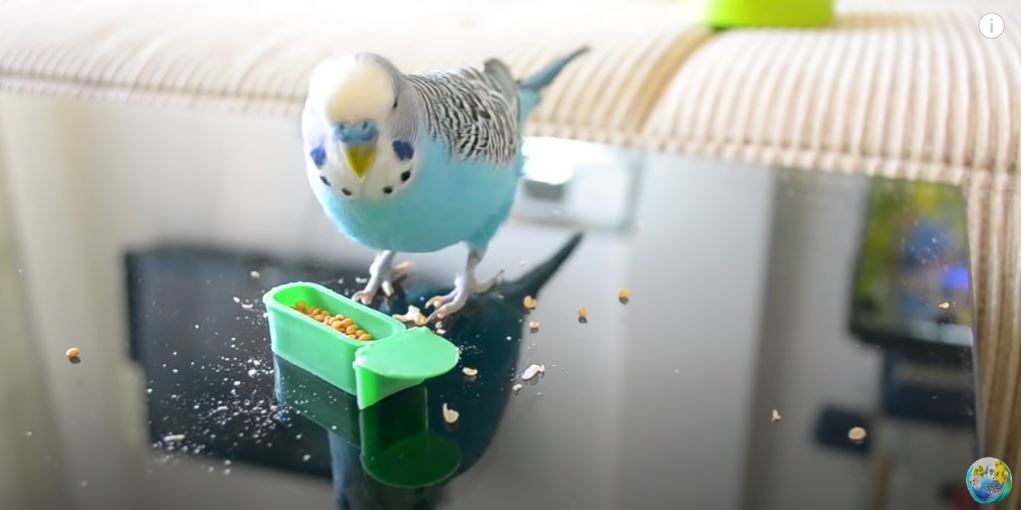 what food do budgies like the most