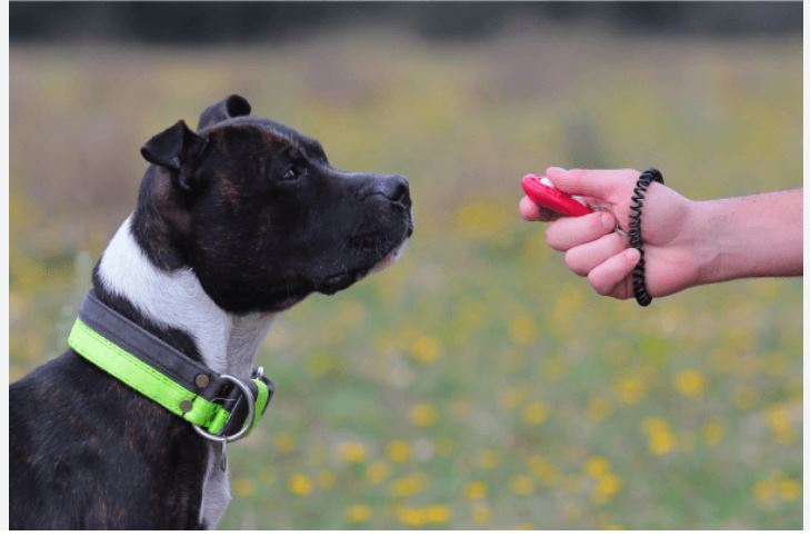 clicker training positive reinforcement
