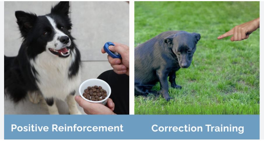 clicker training positive reinforcement