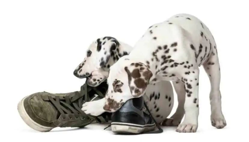 dog chocolate first aid