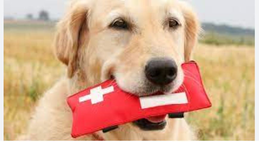 dog chocolate first aid