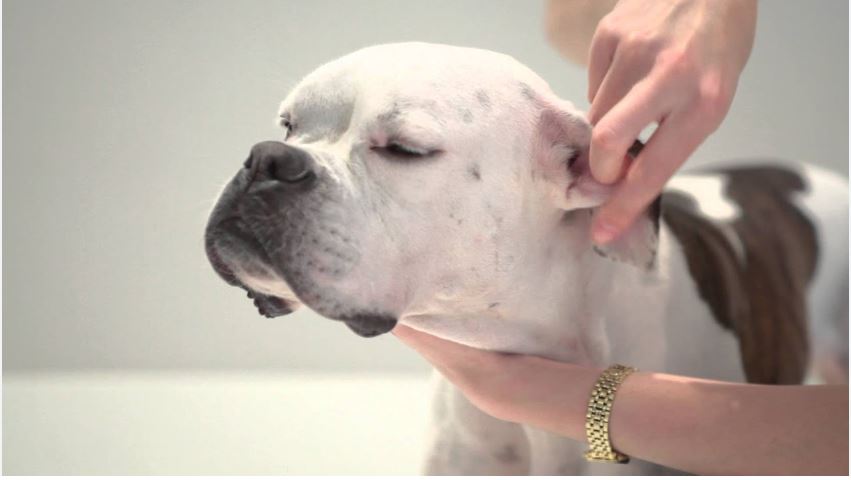 dog ate chocolate first aid