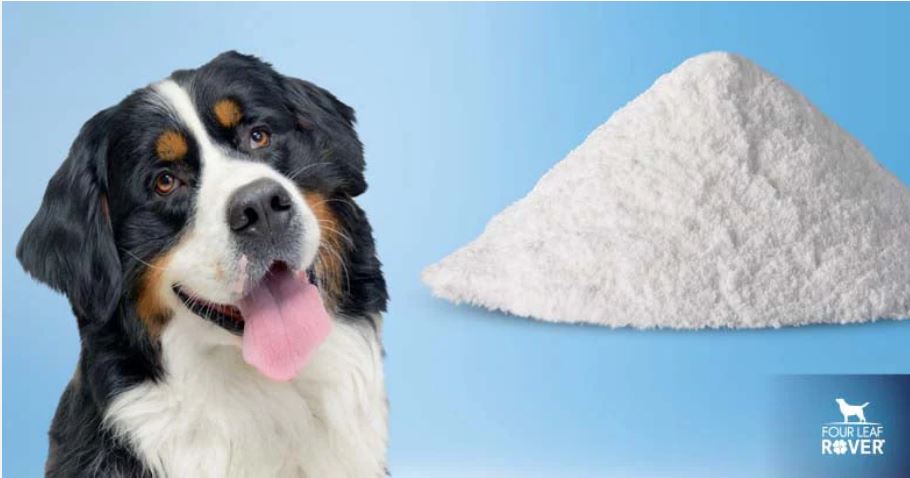 dog ate chocolate first aid
