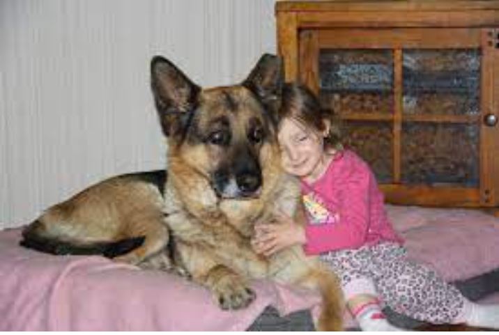 german shepherd as a family dog