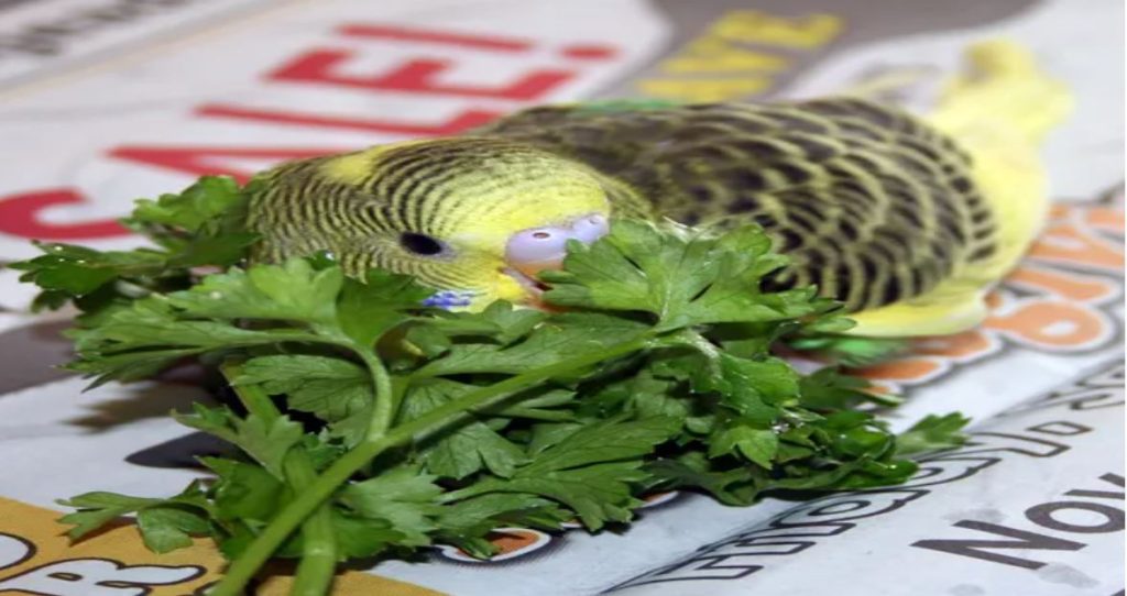 how to get budgies to eat vegetables