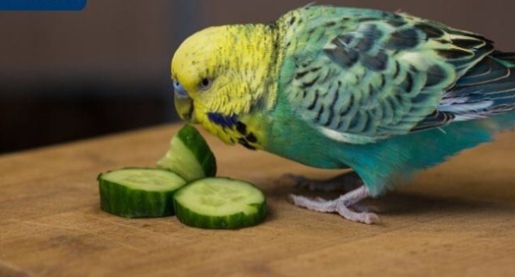 what type of food can budgies eat