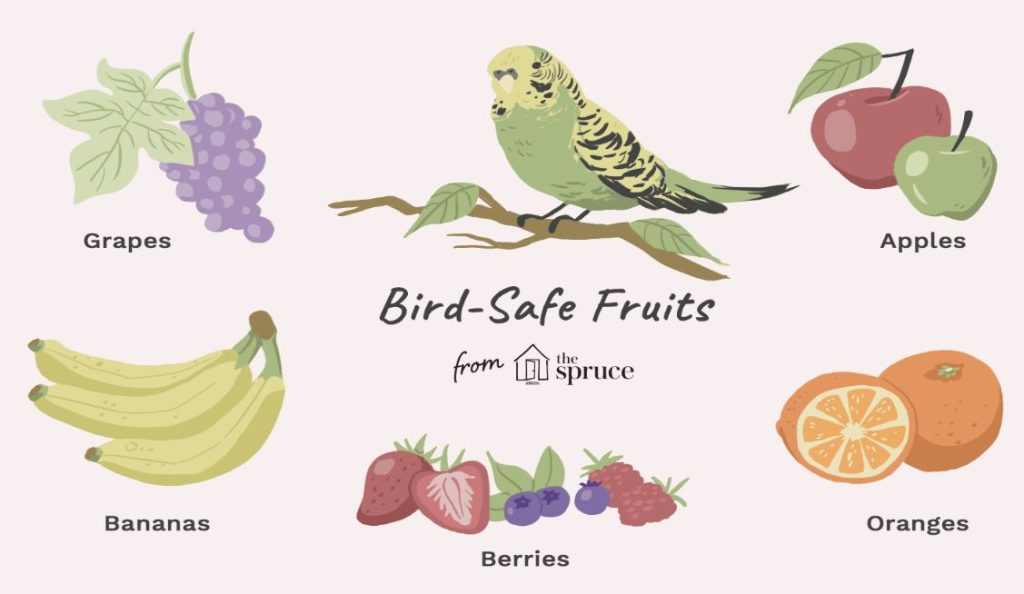 what type of food can budgies eat