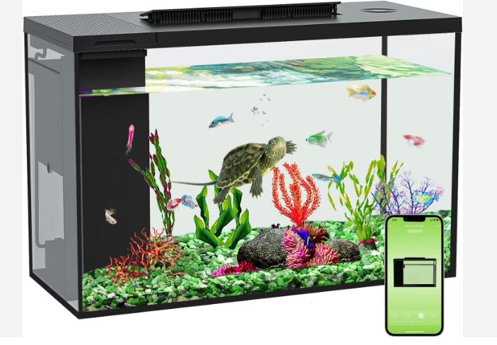 best fish for a 5 gallon tank