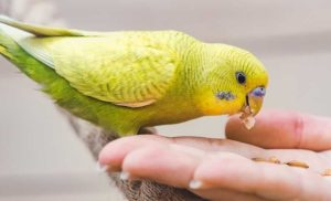 how long can 2 budgies be left alone