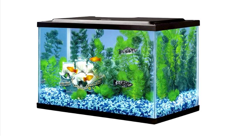 best fish for a 5 gallon tank