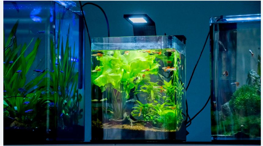 best fish for a 5 gallon tank