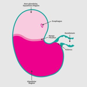 How Many Stomachs Do Horses Have: Surprising Facts Revealed! - Vetcage