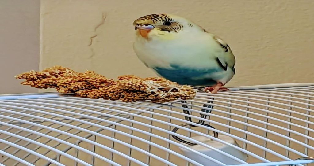 how long can 2 budgies be left alone