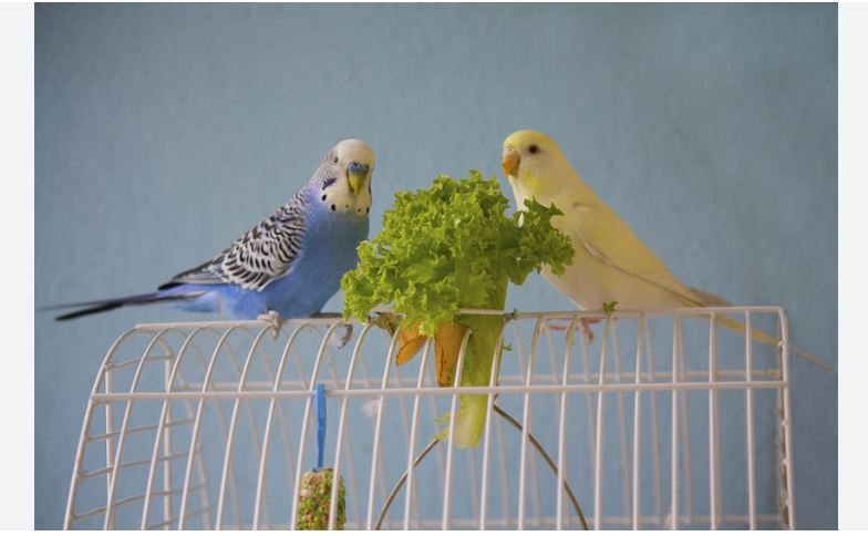 What Do Budgies Like to Eat for a Treat