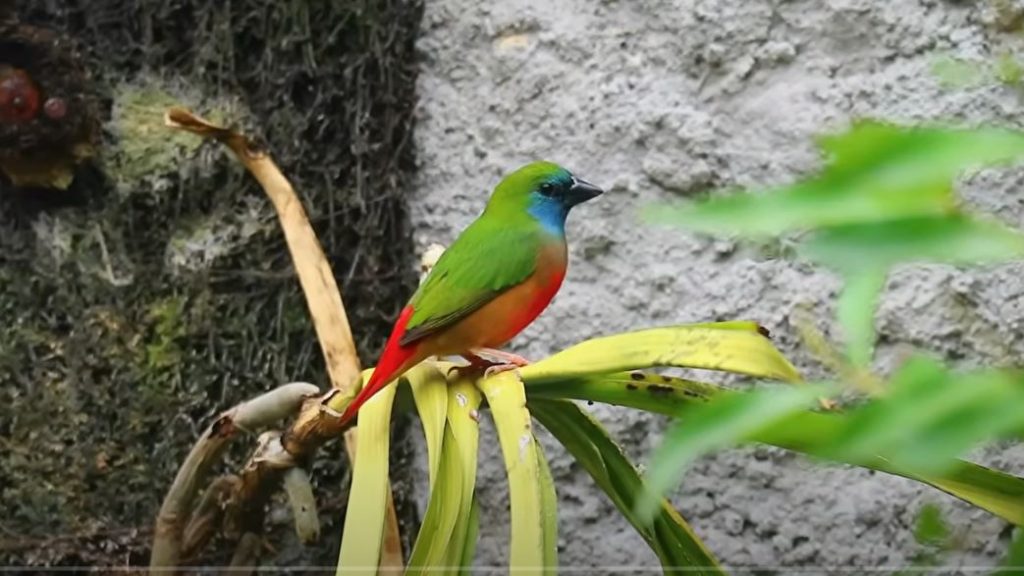 breeding british birds in cage and aviary