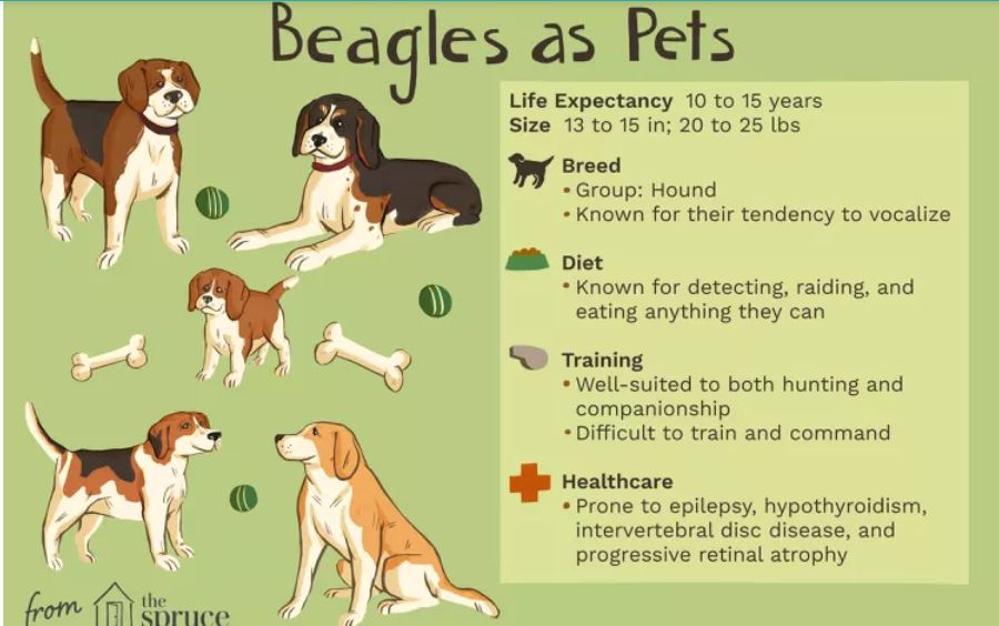 beagle-puppy-care-tips-essential-guide-for-new-owners-vetcage
