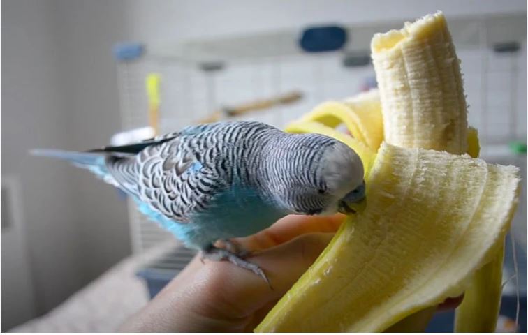 What Do Budgies Like to Eat for a Treat