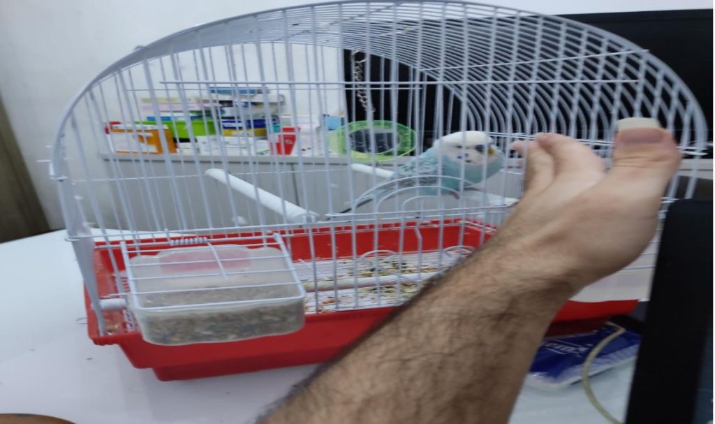 how big of a cage do budgies need