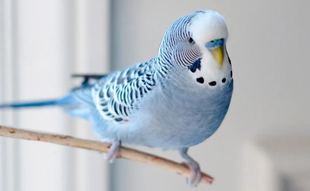 Budgies a Guide to Caring for your Parakeet