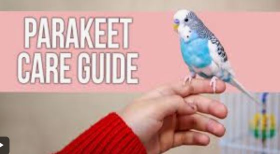 Budgies a Guide to Caring for your Parakeet