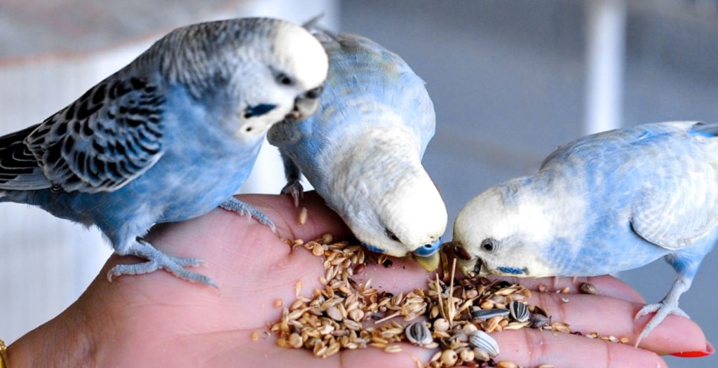 what food do budgies like the most