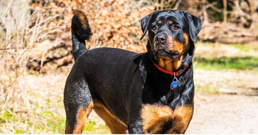 rottweiler puppy care tips