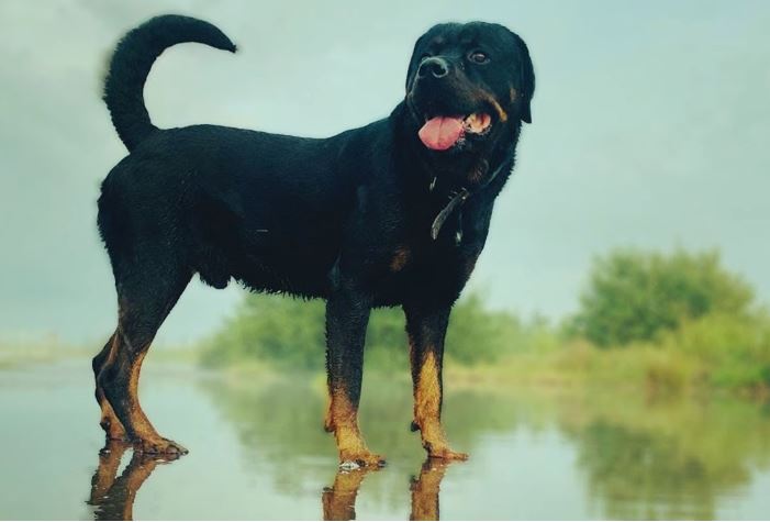 rottweiler puppy care tips
