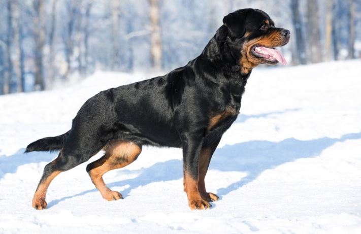 rottweiler puppy care tips