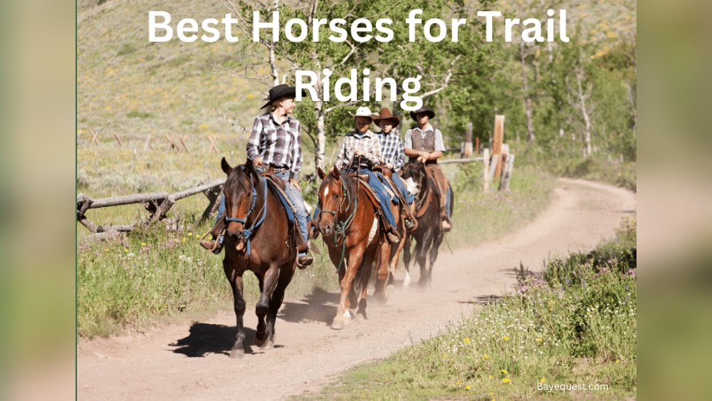 Best Riding Animals Best Horses for Trail Riding: Top Durable Breeds for Adventure ...