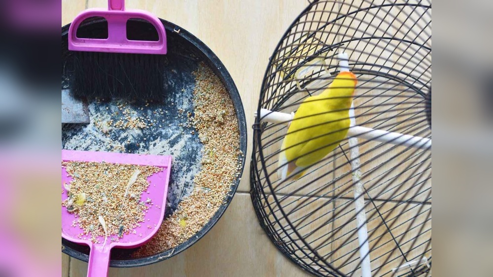 Safe Household Disinfectants for Indoor Parrot Cage Cleaning - Vetcage.com
