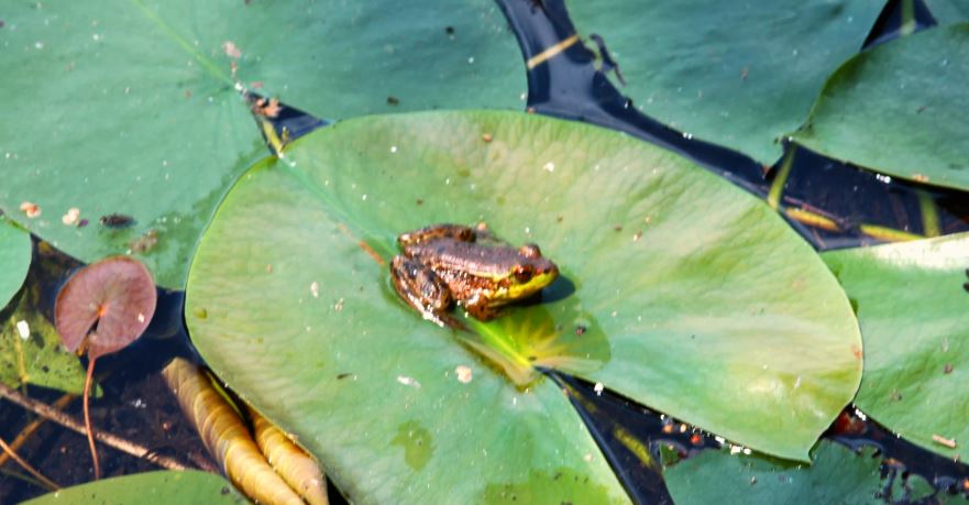 small black frogs in my yard