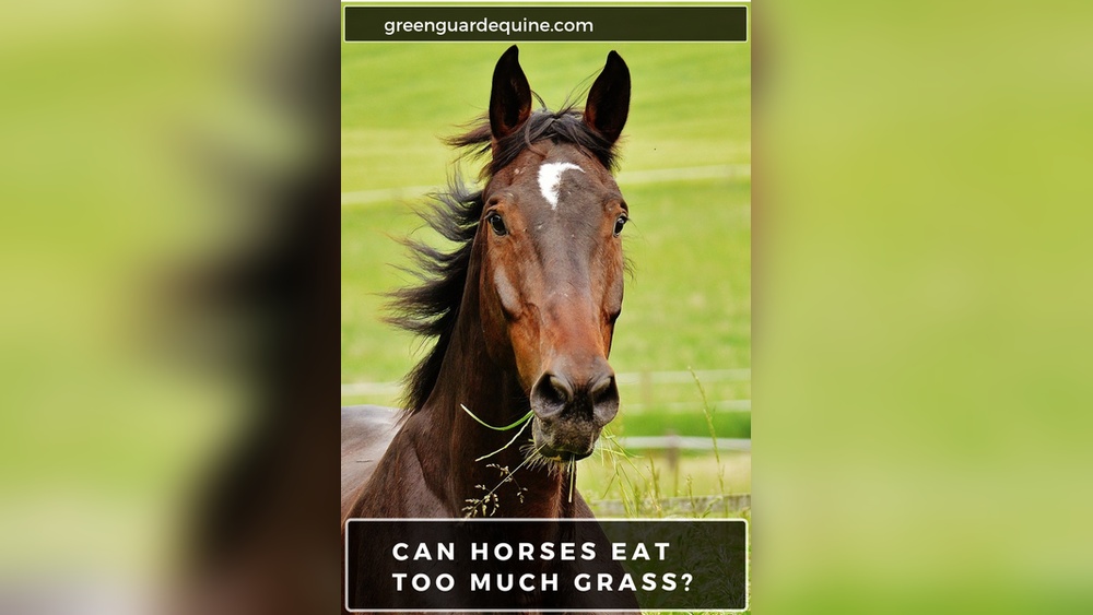 The Complete Grass Eating In Horses Health Risks Gallery - Rebecca ...