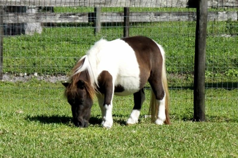 Horses standing in a rustic auction pen waiting to be sold to new owners.