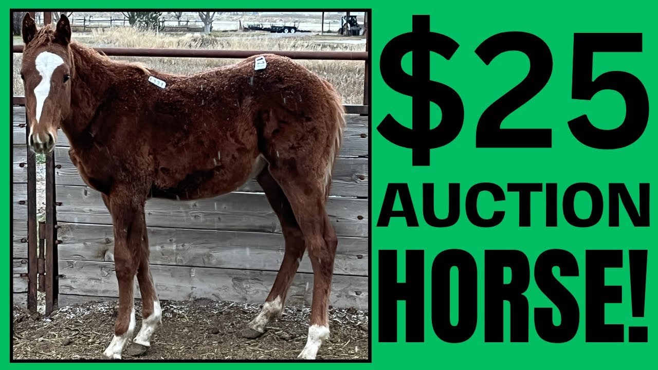 Horse grooming supplies and gear representing the daily costs of horse ownership.