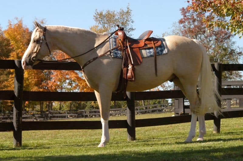 A veterinarian performing a health check on a horse to identify potential hidden liabilities.